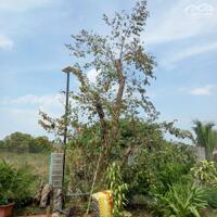 View xịn tọa lạc tại thôn 11_Hòa Phú_Buôn Ma Thuột _Đăk Lăk. Dt: 27,5×50 tc 400m²  $ 7 tỷ thương lượng chính chủ .  Thích hợp làm khu nghĩ dưỡng sau những giờ làm