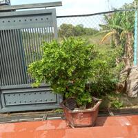 View xịn tọa lạc tại thôn 11_Hòa Phú_Buôn Ma Thuột _Đăk Lăk. Dt: 27,5×50 tc 400m²  $ 7 tỷ thương lượng chính chủ .  Thích hợp làm khu nghĩ dưỡng sau những giờ làm