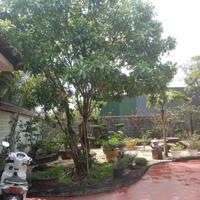 View xịn tọa lạc tại thôn 11_Hòa Phú_Buôn Ma Thuột _Đăk Lăk. Dt: 27,5×50 tc 400m²  $ 7 tỷ thương lượng chính chủ .  Thích hợp làm khu nghĩ dưỡng sau những giờ làm
