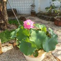 View xịn tọa lạc tại thôn 11_Hòa Phú_Buôn Ma Thuột _Đăk Lăk. Dt: 27,5×50 tc 400m²  $ 7 tỷ thương lượng chính chủ .  Thích hợp làm khu nghĩ dưỡng sau những giờ làm