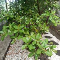 View xịn tọa lạc tại thôn 11_Hòa Phú_Buôn Ma Thuột _Đăk Lăk. Dt: 27,5×50 tc 400m²  $ 7 tỷ thương lượng chính chủ .  Thích hợp làm khu nghĩ dưỡng sau những giờ làm