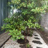 View xịn tọa lạc tại thôn 11_Hòa Phú_Buôn Ma Thuột _Đăk Lăk. Dt: 27,5×50 tc 400m²  $ 7 tỷ thương lượng chính chủ .  Thích hợp làm khu nghĩ dưỡng sau những giờ làm