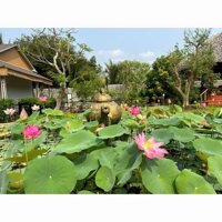 View xịn tọa lạc tại thôn 11_Hòa Phú_Buôn Ma Thuột _Đăk Lăk. Dt: 27,5×50 tc 400m²  $ 7 tỷ thương lượng chính chủ .  Thích hợp làm khu nghĩ dưỡng sau những giờ làm