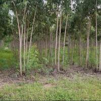 Chính Chủ Bán 2,263m2 Đất Bạch Đàn Tại Đường số 24, Xã Tân Xuân, Huyện Hàm Tân