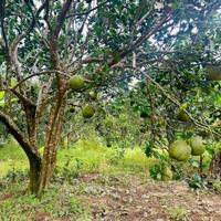 Vườn cây ăn quả tại Diên Thọ, Diên Khánh sát Sông Cái.