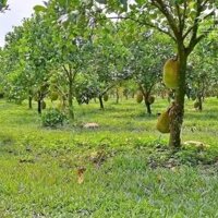 3500m2 đất nằm kế bên trường thcs An Linh, mặt tiền đường 42m