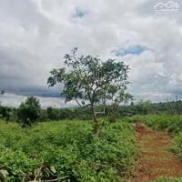 CHÍNH CHỦ CẦN BÁN GẤP LÔ ĐẤT VỊ TRÍ ĐẸP MT ĐƯỜNG NHỰA NGAY XÃ TÂN LÂM - DI LINH - LÂM ĐỒNG