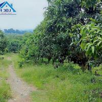 Bán đất vườn xã Phú Ngọc Huyện Định Quán diện tích 41500m2 giá 16 tỷ