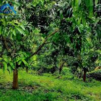 Bán đất vườn xã Phú Ngọc Huyện Định Quán diện tích 41500m2 giá 16 tỷ