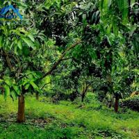 Bán đất vườn xã Phú Ngọc Huyện Định Quán diện tích 41500m2 giá 16 tỷ