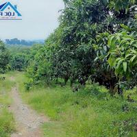 Bán đất vườn xã Phú Ngọc Huyện Định Quán diện tích 41500m2 giá 16 tỷ