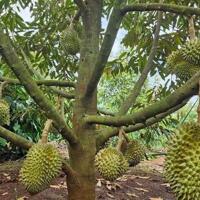 Kẹt Tiền Giá Ngộp Cần Bán Gấp Đất Vườn Gần Dầu Giây Đồng Nai 2000m2