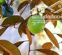 ĐẤT VƯỜN THỐNG NHẤT - CHỦ NGỘP BÁN GẤP GIÁ CỰC SỐC CHỈ 900 triệu/sào