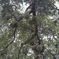 Kẹt Tiền - Cần Bán Gấp Mảnh Đất Vườn Long Khánh 1500m2 Giá Ngộp