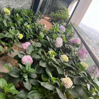 VIP! Penthouse Hà Nội Aqua Central 500m2 5PN 99.9 tỷ Full NT, sân vườn
