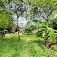 CẦN CHUYỂN NHƯỢNG GẤP LÔ ĐẤT 1173M2 150M2 THỔ CƯ