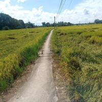 Siêu phẩm nhà vườn 1763m2 xã Phước Đông giá rẻ như cho 600tr hết sổ