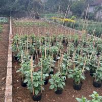 Bán Đất 142,5m2 tại Xã Ba Trại, Ba Vì, Hà Nội, 1,75 tỷ