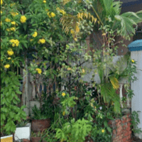 Kẹt tiền xả lỗ nhanh còn kịp đất Dương Đông hơn 100m2