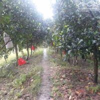 chủ nhà ngợp ngân hàng, bán gấp mảnh vườn 1400m2, có thương lượng