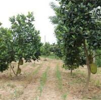 chủ nhà ngợp ngân hàng, bán gấp mảnh vườn 1400m2, có thương lượng