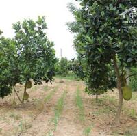 chủ nhà ngợp ngân hàng, bán gấp mảnh vườn 1400m2, có thương lượng