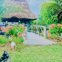Nhà vườn nghỉ dưỡng xã Trung Lập Hạ, Củ Chi tổng dt 1700m2 có 300m2 thổ giá 10 tỷ