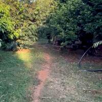 Bán đất vườn sầu riêng