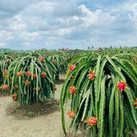 Cần bán 9 sào 3 thực tế 1 ha 5 đất cây lâu năm có sẵn thanh long Hàm Minh- Hàm Thuận Nam- Bình Thuận cách QL1A có 500m đường bê tông ô tô tận nơi.