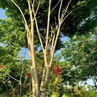 Cô chú có tuổi không  chăm sóc cần bán Farm nghỉ dưỡng TT Diên Khánh
