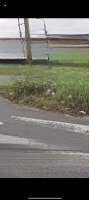 Bán Đất 2 Mặt Tiền Đường Phan Tòng Và Lê Như Hổ, 153.1M2 Sát Biển Đông Hải Thông Trường Sa