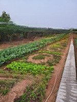 460M2 Đất Nghỉ Dưỡng Hòa Lạc, Đg Rộng 10M, Vỉa Hè 6M, Giá Chỉ 15 Tr/M2