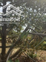 Bán Đất Vườn Cafe ,Sầu Riêng Mặt Tiền Đường Nhựa 213M