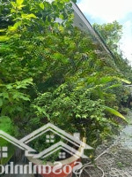 Chính Chủ Gửi Bán Căn Biệt Thự 3 Phòng Ngủ 3 Vệ Sinhkiểu Nhật Valora Fuji Cđt Nam Long