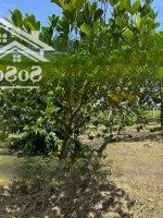Bán Đất Đẹp Tại Đường Tỉnh Lộ 7, Xã Trung Lập Hạ, Củ Chi, 12,5 Tỷ, 4575 M2, Sẵn Vườn Cây Ăn Trái