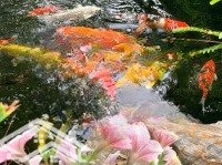 Bán Đất Tặng Nhà Mặt Phố Nguyễn Văn Cừ - Giữa Phố Mặt Tiền Quyền Lực - Sổ Đẹp