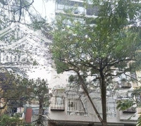 Siêu Phẩm - Hồ Trúc Bạch - Ba Đình - Nội Thất Xịn -9 Tầng Thang Máy - Vỉa Hè Rộng - Dòng Tiền 150