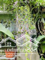 Cần Bán Gấp Mảnh Đất 60 M2 Mặt Tiền 4M Tại Phố Thanh Đàm Phường Thanh Trì Quận Hoàng Mai Hà Nội.