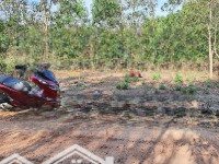 Chủ Bán Đất Ở Phủ Hồng Giá Rẻ 500M2 Đường Ô Tô Gần Trường Học, Vành Đai 3, Giá Bán 2.5 Tỷ