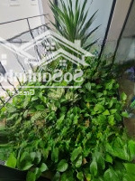 Quận 9: Bán Biệt Thự Liên Phường 5 Phòng Ngủ 5 Vệ Sinhfull Nội Thất Thiết Kế Cao Cấp