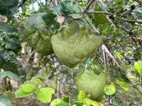 Bán Vườn Bưởi 600M2 Sát Sông Cái, Sát Đường Tỉnh Lộ 2, Pháp Lý Sổ Đỏ, Giá Bán 899 Triệu