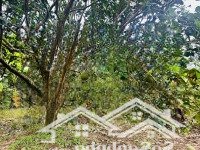 Bán Vườn Bưởi 600M2 Sát Sông Cái, Sát Đường Tỉnh Lộ 2, Pháp Lý Sổ Đỏ, Giá Bán 899 Triệu