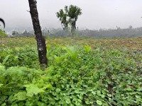 E Có Từ 1000 Đất Vườn Giá Rẻ Tại Đông Xuân, Quốc Oai Chỉ Cách Bigc 35Km Cho Các Bác Yêu Thích Làm V