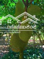 Bán Mảnh Vườn Mặt Tiền Tỉnh Lộ 2 Diên Thọ ,Diên Khánh