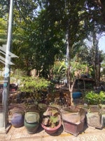Cần Bán Đất Sổ Đỏ Kiến Á Diện Tích: 5X20M, 7X20M, 8X20M. Liên Hệ: 0938821086