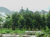 Bán Lô Đất Vườn Có Suối Phước Sơn, Phước Đồng, Nha Trang