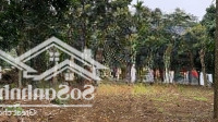 Chính Chủ Bán Gấp Lô Góc Cư Yên, Thế Đất Cao, Đường Betong, Gần Nhiều Homestay, Giá Chỉ 3,Xtr/M2
