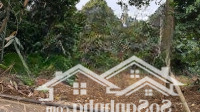 Chính Chủ Bán Gấp Lô Góc Cư Yên, Thế Đất Cao, Đường Betong, Gần Nhiều Homestay, Giá Chỉ 3,Xtr/M2