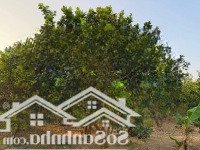 Bán Mảnh Vườn Có Sẵn Cây Ăn Trái Đang Thu Hoạch Tại Diên Thọ - Diên Khánh - Khánh Hòa