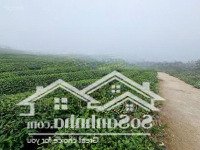 Bán Đất Trung Tâm Mộc Châu Vị Trí Đẹp, Giá Đầu Tư